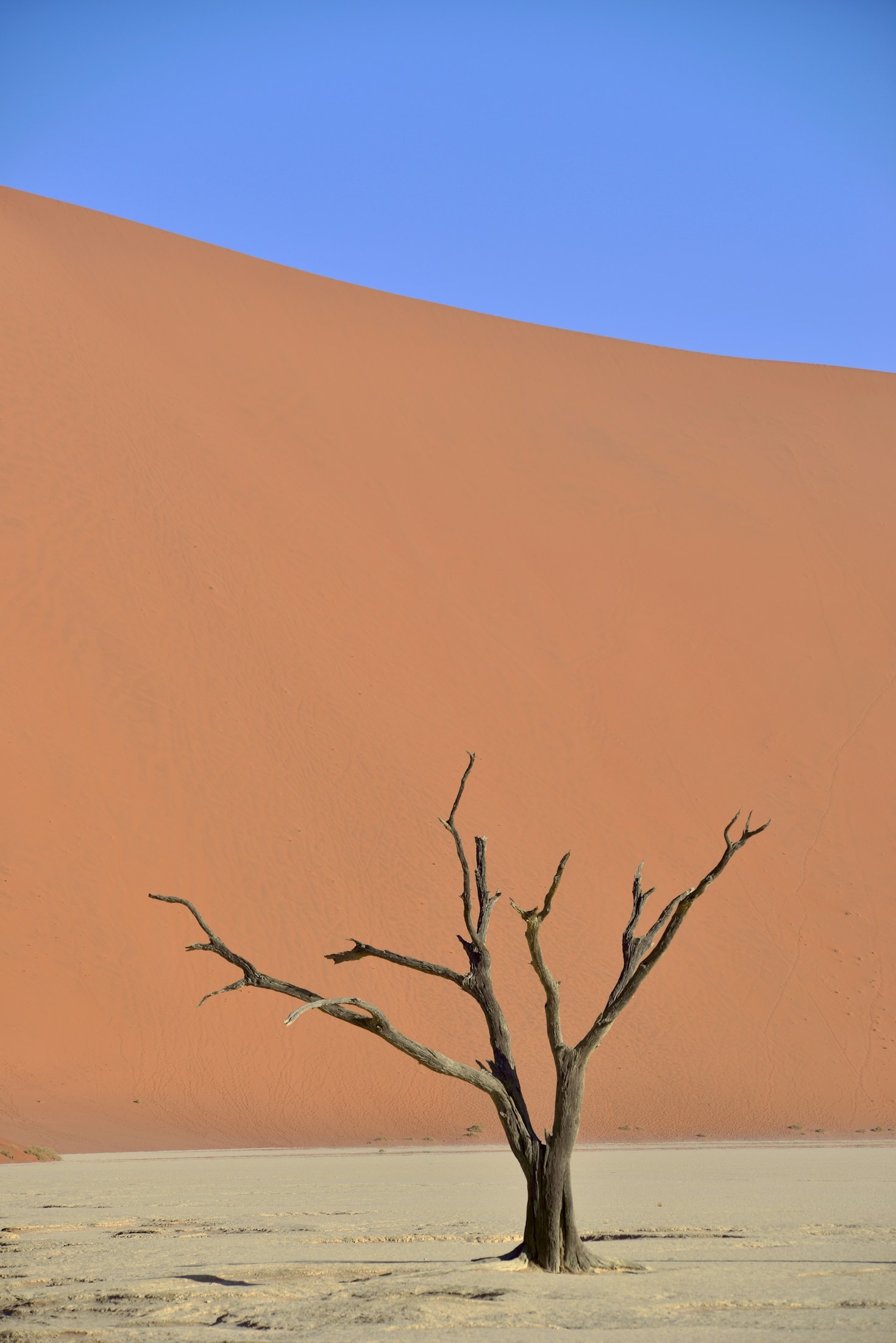 The Beauty and Struggles of Desert Life